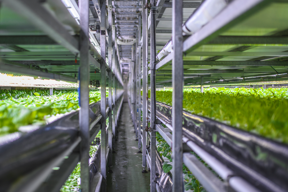 Innovative Hamilton indoor growing company part of worldwide deal to supply food